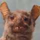 Imagen: Crap Taxidermy